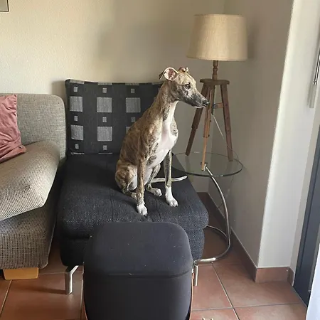 公寓 Mit Garten Und Pool In 阿斯科纳