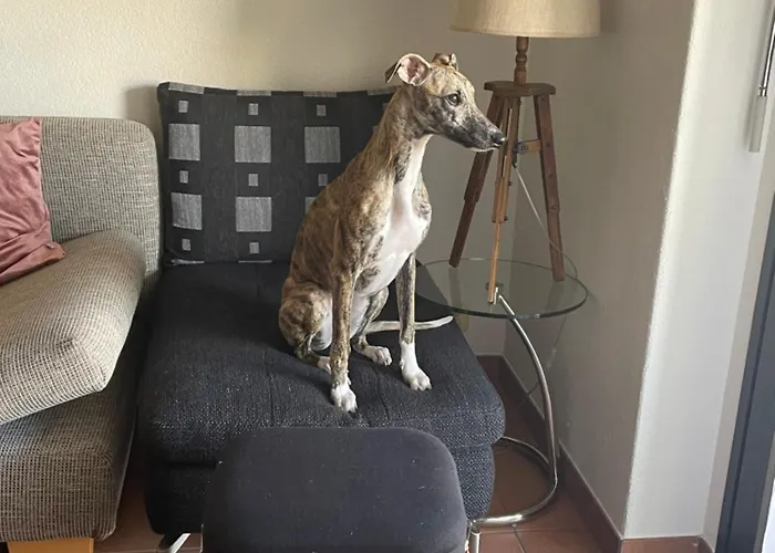 公寓 Mit Garten Und Pool In 阿斯科纳